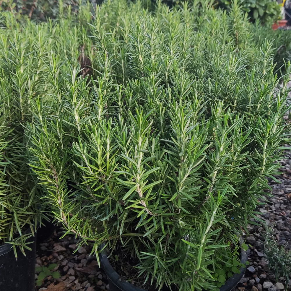 Plant Image